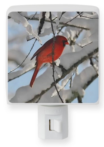cardinal-in-snow-night-light