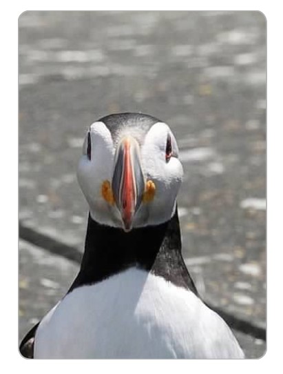 Puffin Playing Cards