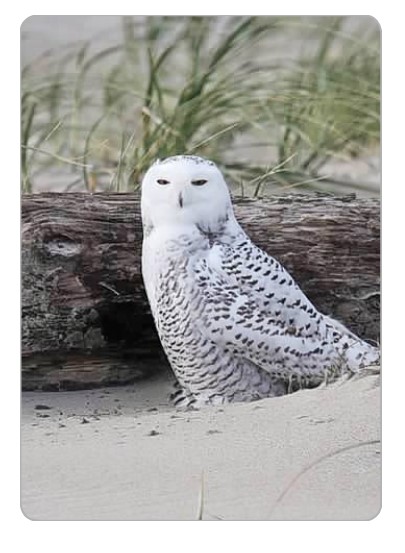 Snowy Owl Deck of Cards