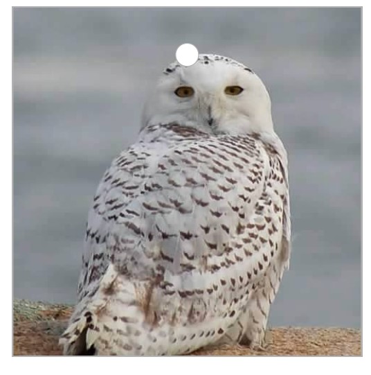 Back Shore Snowy Ornament