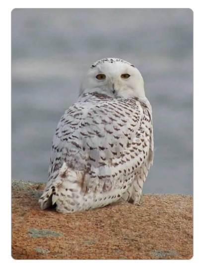 Back Shore Snowy Magnet