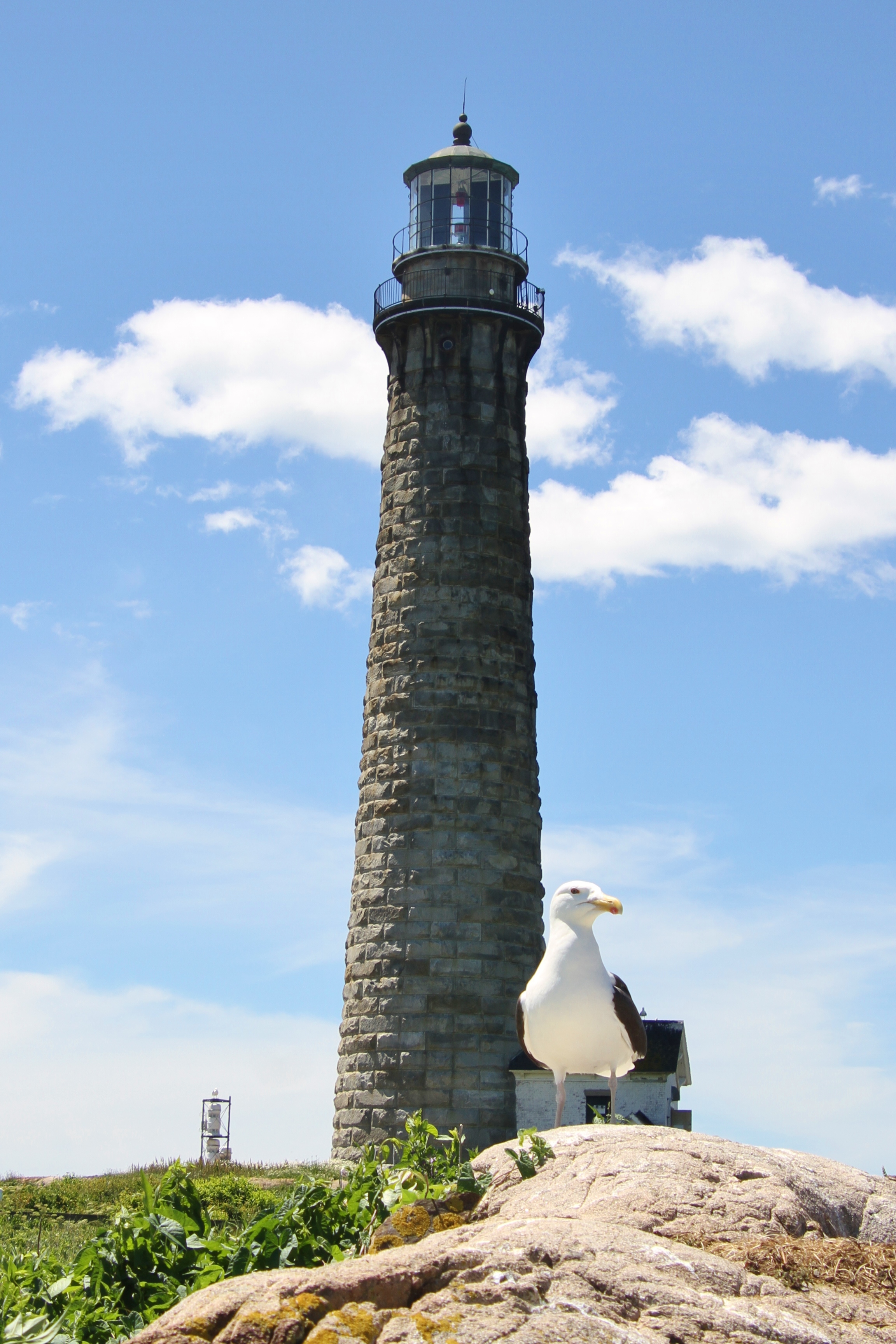 lighthouse-with-gull