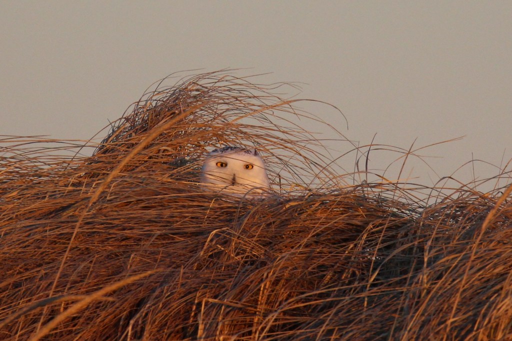 Special Orders For Mother’s Day