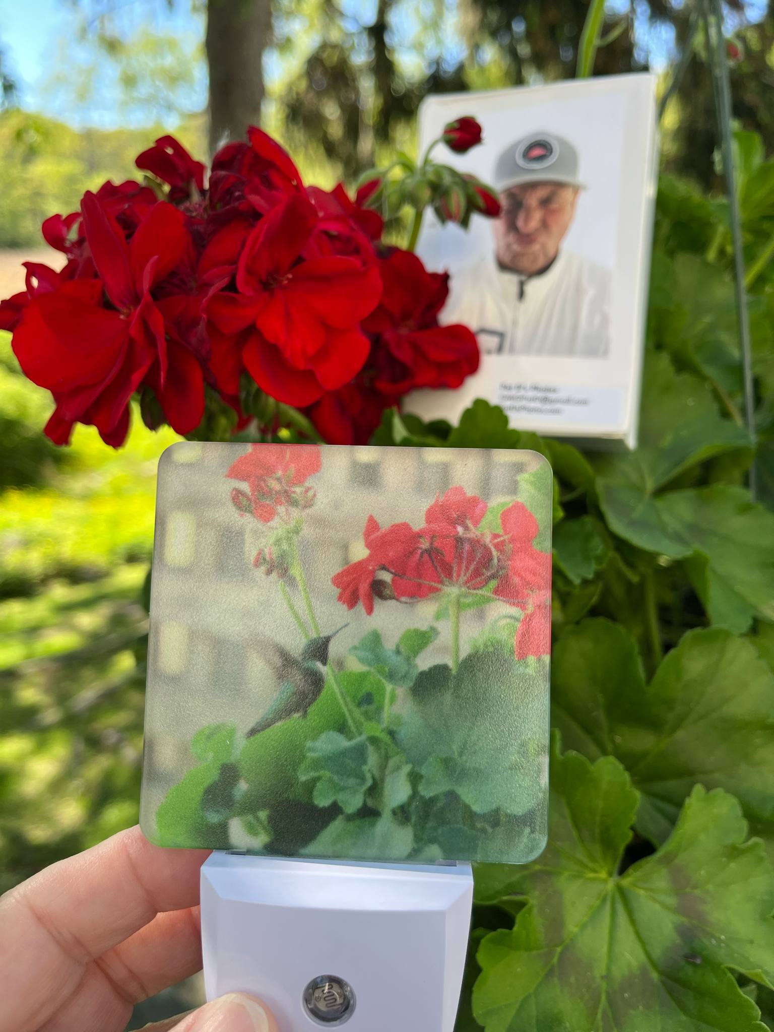 Joey Hummingbird new nightlight